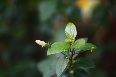 Close-up of white flowering plant