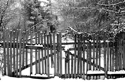 Close-up of trees against sky