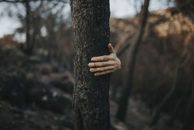 Woman's hand holding onto burnt tree trunk in forest