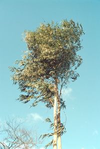 Low angle view of tree against clear blue sky