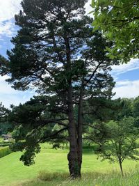 Trees on field against sky