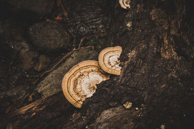 High angle view of mushrooms growing on tree trunk