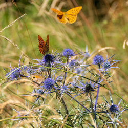 Close-up of butterfly on purple flower