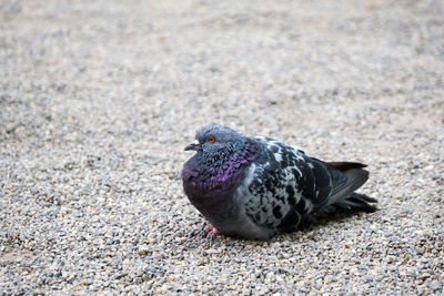 High angle view of pigeon on street