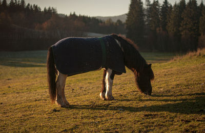 Horse grazing in low october sun
