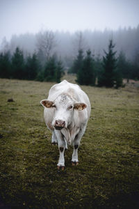 Portrait of cow standing on field