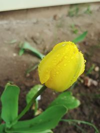 Close-up of wet yellow flower