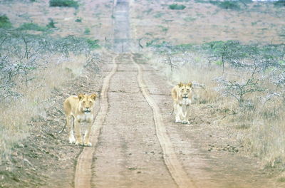 Lions standing on dirt road amidst field at solio ranch