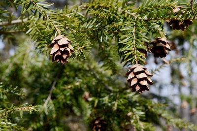 Close-up of butterfly on pine cone