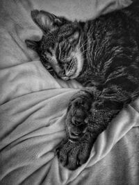 High angle view of cat sleeping on bed