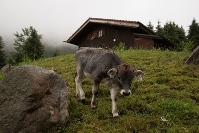 Calf standing by rock on grassy field