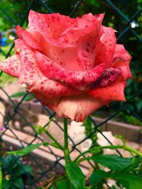 Close-up of pink rose