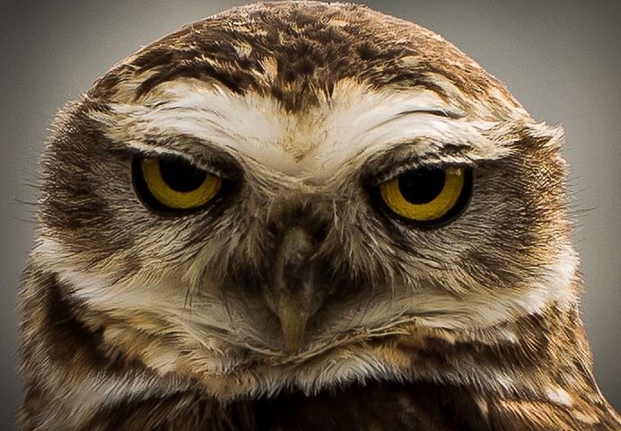 CLOSE-UP PORTRAIT OF AN OWL