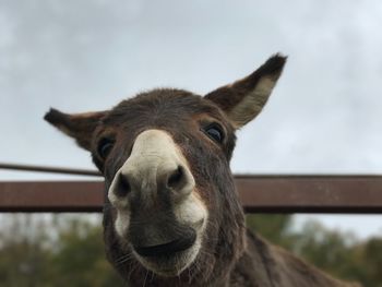 Close-up portrait of horse against sky