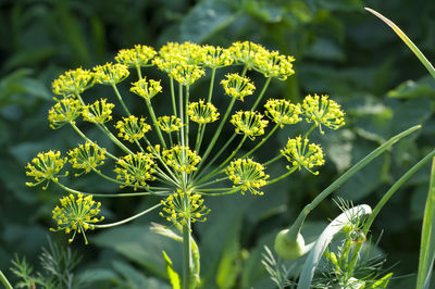 Dill blooms