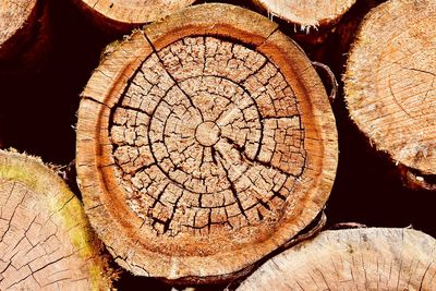 Close-up of logs in forest