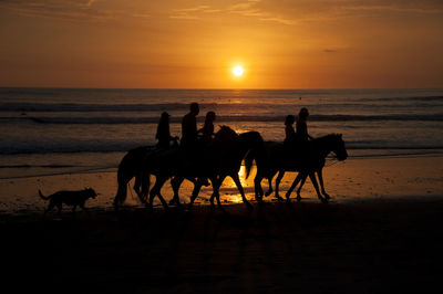Silhouette people riding horses on sea shore at beach during sunset