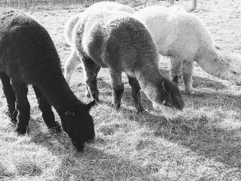 View of sheep grazing in field