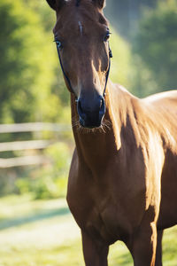 Portrait of horse in ranch