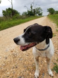 Close-up of a dog looking away