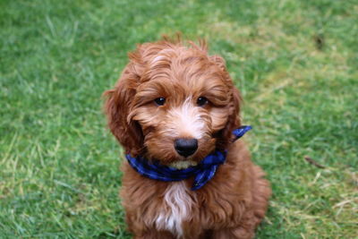 Waffles the 11 week old cockapoo