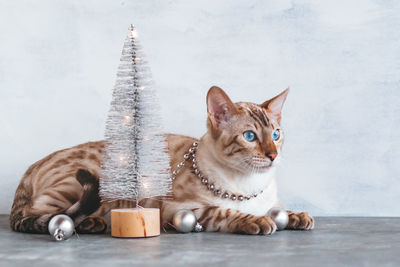 Bengal cat with blue eyes is playing with christmas decoration near to silver shiny christmas tree. 