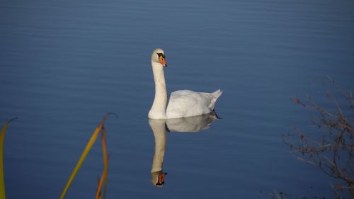 Swan swimming in lake with reflections 