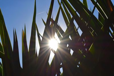 Low angle view of sunlight streaming through plants against sky