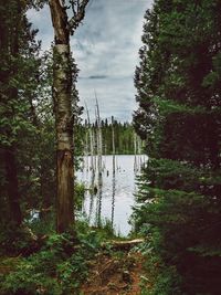 Scenic view of lake in forest against sky
