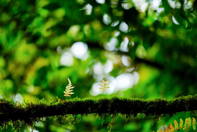 Low angle view of plants against trees