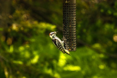 Close-up of bird on feeder