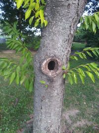 Close-up of tree trunk in forest