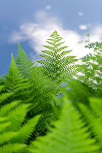 Ferns with green branches on the blue azure water background, 