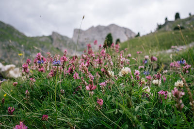 Purple flowering plants on field against sky