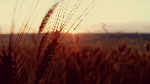 Close-up of wheat growing on agricultural field against sky during sunset