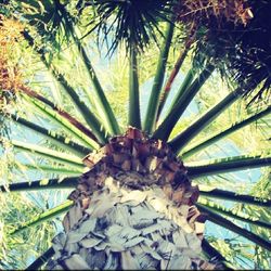 Low angle view of palm trees