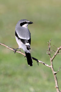 Close-up of bird perching on branch