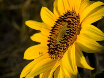 Close-up of yellow sunflower