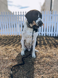 Dog on field