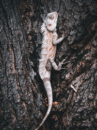 Close-up of lizard on tree trunk