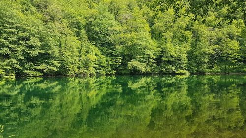 Scenic view of lake in forest