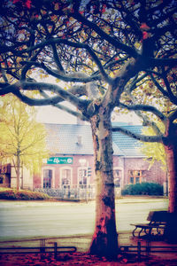 View of trees in city