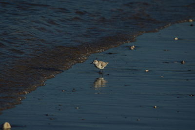 Close-up of bird in lake