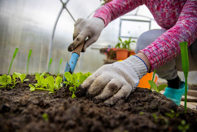 Close-up of woman hand holding plants