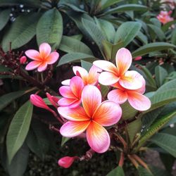 Close-up of pink flowers