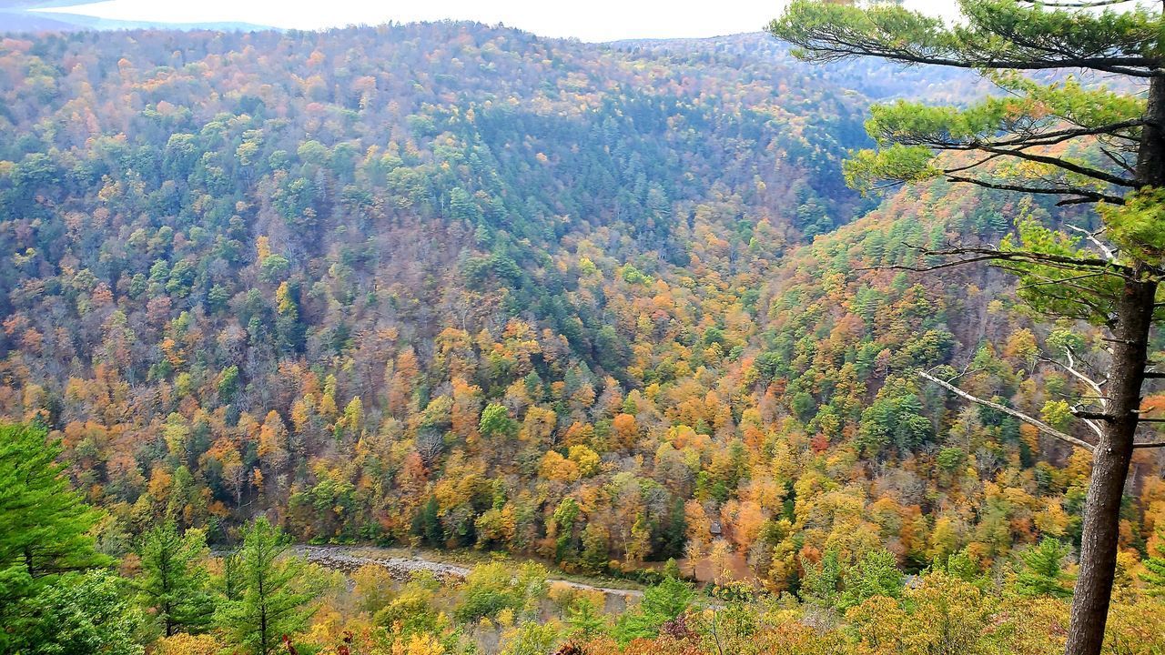 TREES GROWING IN FOREST DURING AUTUMN