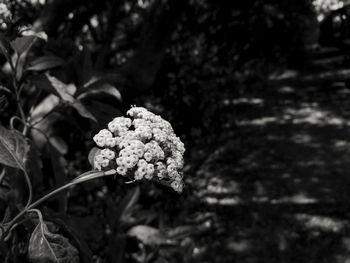 Close-up of flower growing on tree