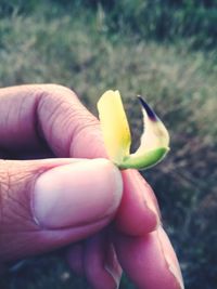 Close-up of hand holding flower