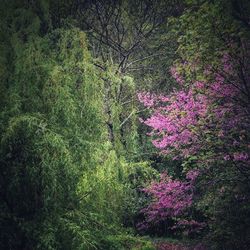 View of flowering trees in forest