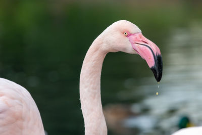 Head shot of a greater flamingo 